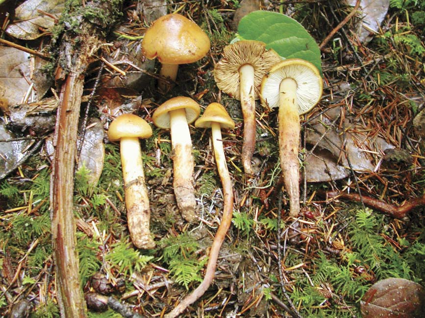 Phaeocollybia ochraceocana